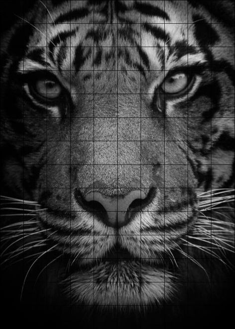 Grid Pictures To Draw, Rajnish Sketch Art, Grid Artwork, Tiger Photography, Tiger Images, Pencil Drawing Images, Paper Cutouts, Hanuman Photos, College Aesthetic