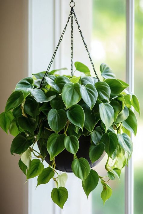 Trailing Plants Indoor, Neon Philodendron, Philodendron Heartleaf, Heartleaf Philodendron, Plant Reference, Philodendron Hederaceum, Plant Vegetables, Heart Leaf Philodendron, Plant Installation