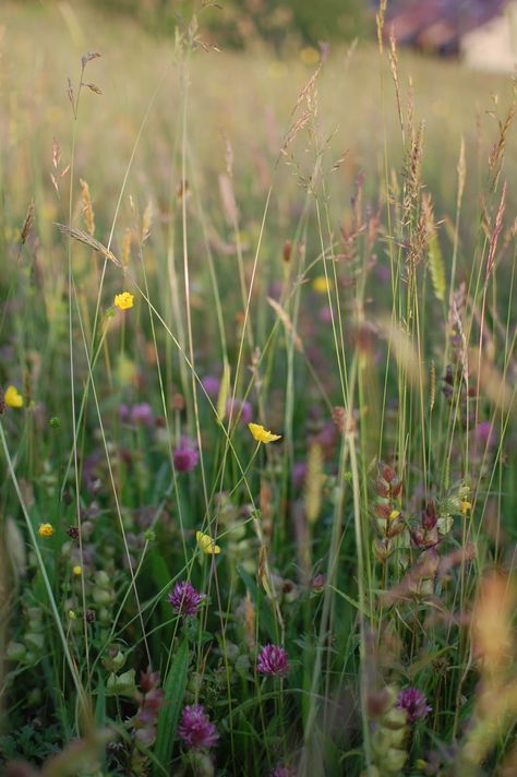 Hannah Nunn: Meadowland #meadow #grasses #summer #buttercup #clover Wildflower Poetry, Wildflower Sleeve, Naturalistic Garden, Craft Boutique, Hebden Bridge, Wild Grasses, Wild Flower Meadow, English Summer, Summer Meadow