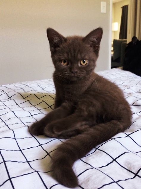 This is my new buddy Meatloafhttps://imgur.com/V8Ysq5c Söt Katt, Brown Cat, A Black Cat, Pretty Animals, Cat Aesthetic, Cute Animal Photos, Cute Kittens, 가을 패션