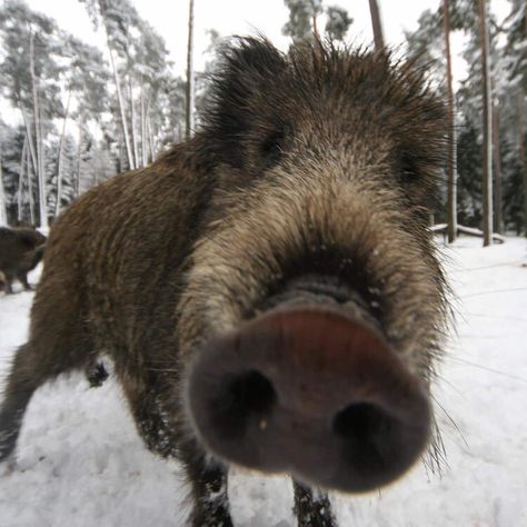 Scientists finally know why Germany’s wild boar are surprisingly radioactive Feral Pig, Wild Boar Hunting, Boar Hunting, Chernobyl Nuclear Power Plant, Wild Pig, Roe Deer, Wild Boar, Chernobyl, Nature Tattoos