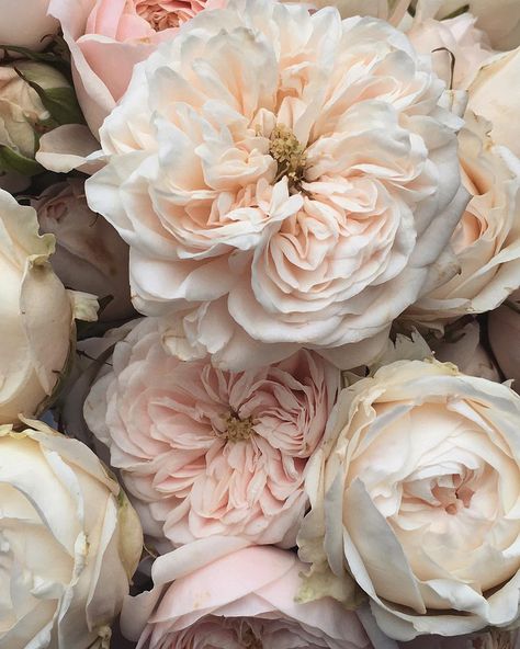 Steph Turpin on Instagram: “They couldn’t be more perfect if they tried. I’m completely and utterly obsessed with ruffly flowers! . . . #roses #sprayroses #dsfloral…” Seeds Color, Blush Peonies, Hybrid Tea Roses, No Rain, Spray Roses, Blooming Flowers, Flowers Nature, Beautiful Blooms, Floral Bouquets