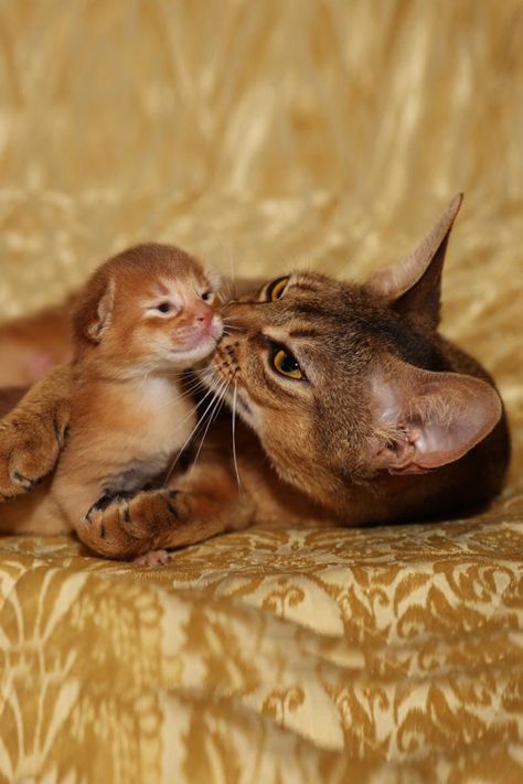 Abynissian Cat, Abyssian Cats, Feline Drawing, Abysinnian Kitten, Abyssinian Cats Red, Abyssinian Kittens, Cat And Kitten, Abyssinian Cat, Kitten Lover