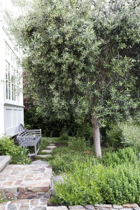 Genius Garden Ideas: 10 Landscapes with Olive Trees Olive Tree Garden, Olive Tree Care, Olive Trees Landscape, Olive Trees Garden, Growing Olive Trees, Mediterranean Garden Design, Front Lawn Landscaping, Backyard Covered Patios, Plants Ideas