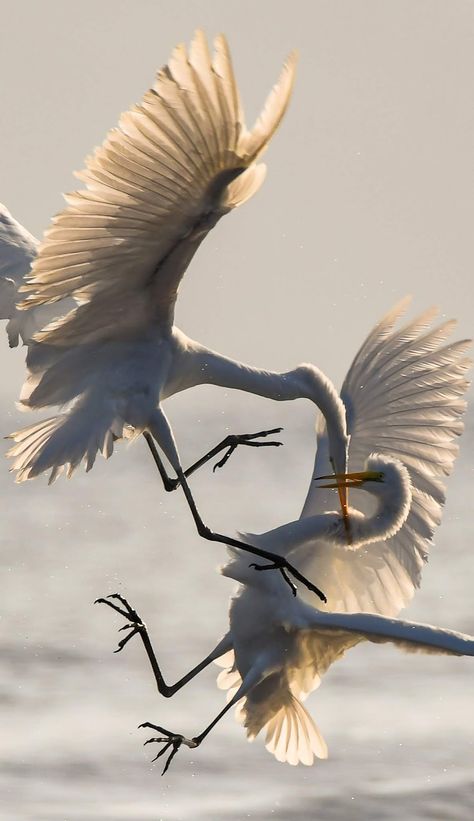 San Jose Del Cabo, Shaunti Feldhahn, Vogel Gif, Photo Animaliere, White Birds, Rare Species, Crane Bird, Baja California Sur, Bird Supplies