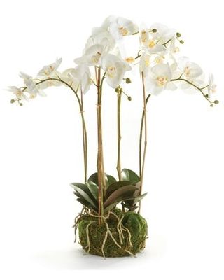 Orchid Room, Orchid Bowl, Faux Arrangements, Orchids Care For Beginners, Sarah Wilson, Orchid Flower Arrangements, Orchids Care, Wall Decor Storage, Decor Baskets