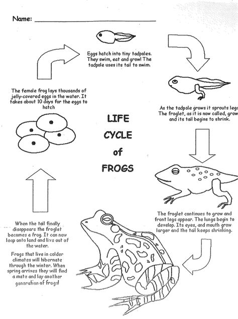 Life Cycle Worksheet, Science Life Cycles, Frog Activities, Frog Life Cycle, Animal Life Cycles, Lifecycle Of A Frog, Fun Facts For Kids, 1st Grade Science, Frog Life