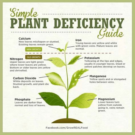 https://www.facebook.com/LVHydro Simple Plant Deficiency Chart Plant Deficiencies, Tanaman Air, Air Tawar, Plantas Bonsai, Fall Garden Vegetables, Plant Nutrients, Plant Problems, Plant Guide, Plant Health