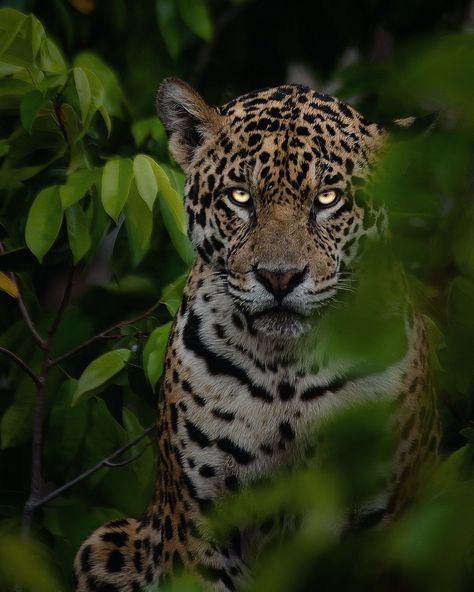 Jaguar, yaguarete, otorongo, Jaguares, Animal, Naturaleza, Amazonas, Brasil,Pantanal Jaguar Roaring, On Display Wallpaper, Jaguar Aesthetic, Jaguar Cat, Jaguar Art, Jaguar Wallpaper, Display Wallpaper, Always On Display, Big Cats Photography