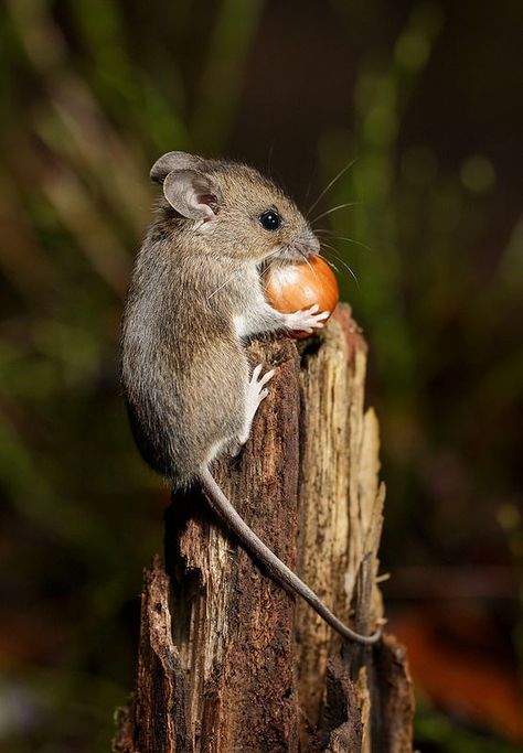 Wood mouse retrieving hazelnut #animalphotography Field Mouse Photography, Woods Animals, Mouse Photos, Field Mouse, Pet Mice, Photo Charms, Tree Stump, Cute Mouse, Zoology