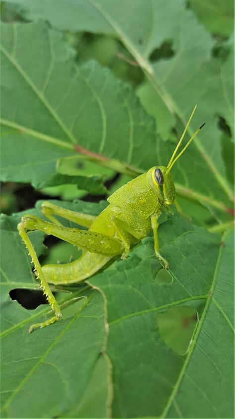 "Green American Bird Grasshopper" image by Sheila Brown https://www.publicdomainpictures.net/en/view-image.php?image=296554&picture=green-american-bird-grasshopper #freeimage #green #american #bird #grasshopper #publicdomain #CC0 Green Mood Board, Green Grasshopper, Cute Bugs, Nicki Minaj Barbie, Cool Bugs, Beetle Juice, Grasshoppers, Bugs And Insects, Arachnids