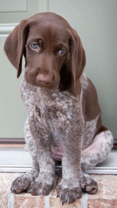 German Shorthaired Pointer - Puppies are soo adorable with their little sad faces. by hillary: Pointer Puppies, Dog Facts, German Shorthaired Pointer, Blue Heeler, Naha, Sweet Animals, Newfoundland, Beautiful Dogs, 귀여운 동물