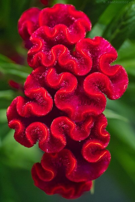 Celosia Argentea, Pinterest Garden, Mushroom Pictures, Plant Fungus, Unusual Plants, Unusual Flowers, Rare Flowers, Exotic Plants, Exotic Flowers