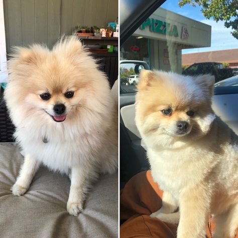 Pomeranian Short Haircut, Pomeranian Grooming, Pomeranian Haircut, Dog Haircut, Puppy Haircut, Before And After Haircut, Pet Things, Dog Haircuts, Dog Clothes Diy