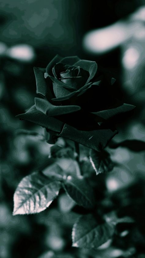 Dark Green Roses Wallpaper, Dark Green Roses Aesthetic, Black Roses Wallpaper, Green Roses, Butterflies Art, Roses Wallpaper, Pretty Wallpapers Tumblr, Rosé Aesthetic, Black Roses