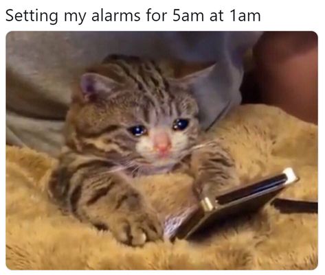 Setting my alarms for 5am at 1am - Crying cat Sleep Meme Funny, Sleep Meme, Gatos Cool, Star Wars Meme, Funny Star Wars Memes, Sleep Funny, Lol Memes, Memes Br, One Job