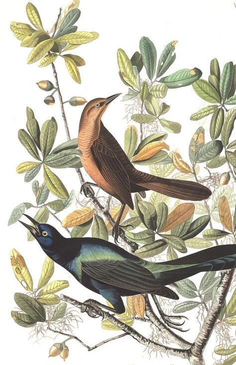 Boat-tailed Grackle from Audubon's Birds of America. hi-res print available to download for DIY art print. Dimensional Wall Decor, Elegant Artwork, Audubon Birds, James Audubon, Birds Of America, John James Audubon, America Art, Bird Art Print, Bird Wall Art