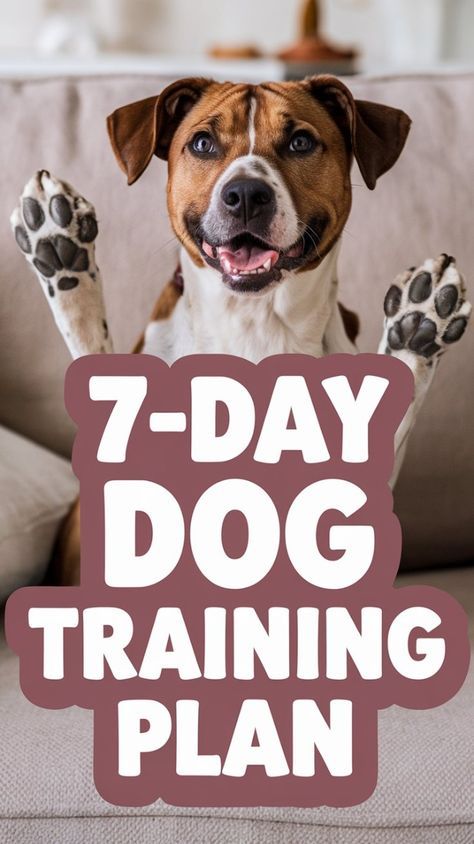 Step Exercises, Loose Leash Walking, Training Schedule, Dog Brain, Best Dog Training, Train Your Dog, Dog Obedience, Obedience Training, Dog Training Obedience