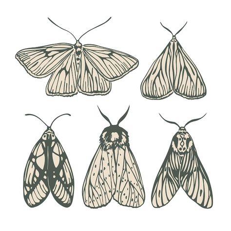 Moths Black And White, Vintage Black And White Illustration, Moth Ink Drawing, Moth Illustration Black And White, Moth Template Free Printable, How To Draw A Moth, Moth Types, Moth Wings Drawing, Moth Cartoon