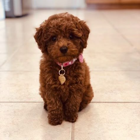 Mini Goldendoodle Puppies, Doodle Dogs, Golden Doodles, Mini Doodle, Goldendoodle Puppies, Toy Poodles, Poodle Puppies, Mini Goldendoodle, Golden Doodle