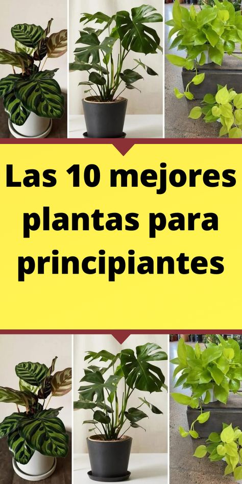 Las 10 mejores plantas para principiantes Patio Small Backyard, Backyard Patio Small, Plantas Interior, Cinder Block Garden, Patio Small, Small Backyard Patio, Small Garden Design, Small Backyard Landscaping, Small Garden