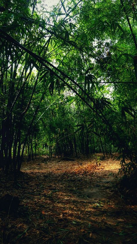 Bamboo Forest Photoshoot, Bamboo Photoshoot, Jungle Pic, Bamboo Jungle, Jungle Pictures, Pink Wallpaper Hello Kitty, Random Photography, Jungle Forest, Mud House