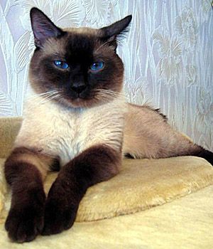 I love these traditional siamese cats, sometimes called "thai cat." My first cat ever was one. Cats Siamese, Tonkinese, Gorgeous Cats, Kitty Kitty, Domestic Cat, Siamese Cats, Cats Meow, Beautiful Cat, Pretty Cats