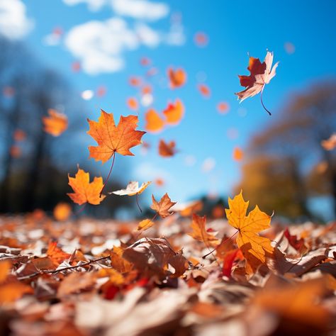 Download 'Autumn Leaves Falling' - Crisp autumn leaves captured in mid-fall against a striking blue sky on a sunny day. - Get this free stock photo and more high-quality images on StockCake. No attribution required. Autumn Leaves Falling, Sunny Autumn Day, September Autumn, Leaf Blanket, Sunny Autumn, Leaves Falling, Tree Dress, Crisp Autumn, Falling From The Sky