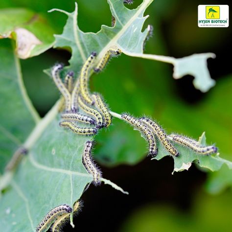 Caterpillars in Agriculture: Managing Their Impact Caterpillars, the larval stage of butterflies and moths, can be both fascinating and destructive in agriculture. While they contribute to biodiversity, certain species are notorious for causing significant crop damage, leading to economic losses. Lifecycle and Impact Caterpillars, active during their larval stage, have voracious appetites, feeding on leaves, stems, and fruits. Common pests like armyworms, cabbage worms, and tomato hornworms... Cabbage Worms, Agriculture, Butterflies