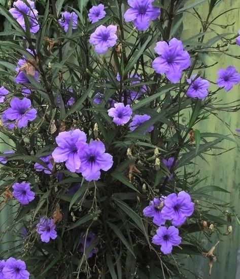 Desert Plants, Mexican Petunias, Mexican Petunia, Purple Perennials, Purple Petunias, Arrowhead Plant, Purple Plants, Easy Landscaping, Hardy Perennials