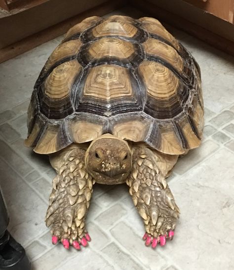 Cute Animal Pfp, Funny Animal Pics, Pet Tortoise, Tortoise Tattoo, Animal Pfp, Cute Animal Character, Funny Animal Art, Tortoise Enclosure, Cute Tortoise