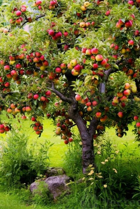 AI Generative Apple tree malus domestica laden with ripe fresh fruits Apple Tree Aesthetic, Hayden Core, Apple Pictures, Present Day Present Time, Lady Aphrodite, Apple Picture, Vector Nature, Apple Trees, Ripe Fruit