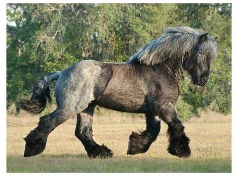 Brabant Horse, Belgian Draft Horse, Stunning Horses, Rare Horses, Gorgeous Horses, Clydesdale Horses, Draft Horse, Horse Things, Equestrian Center