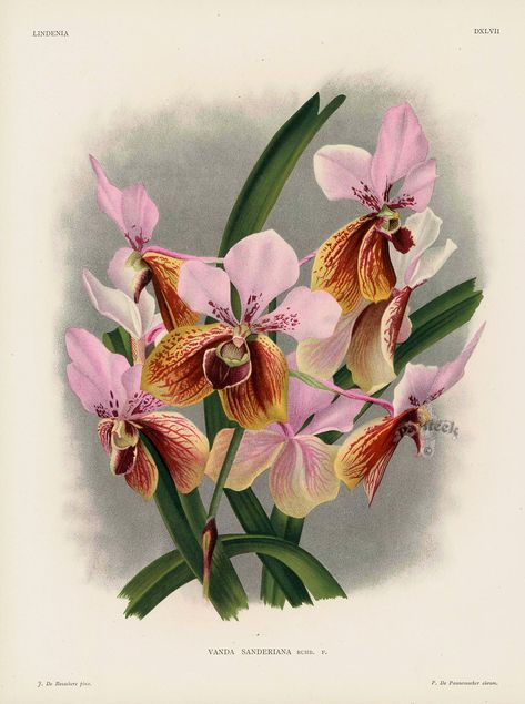 Vanda sanderiana Orchid from Linden Orchid Prints Lindenia 1885 Orchid Illustration, Orchid Images, Antique Botanical Print, Decoupage Art, Vintage Botanical Prints, Plant Painting, Nature Drawing, Beautiful Orchids, Floral Artwork