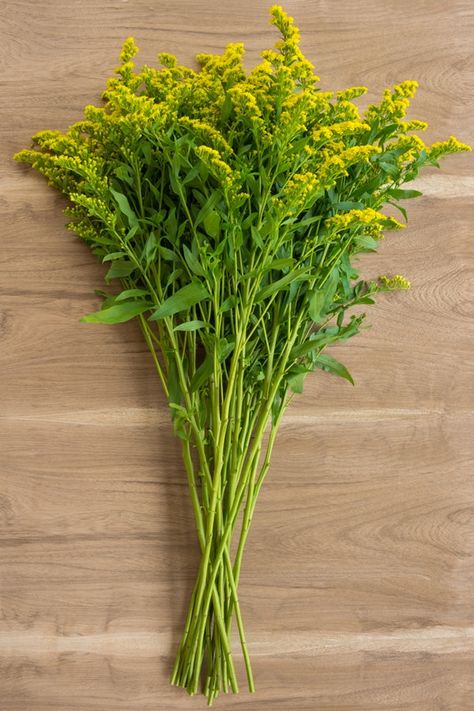 Aster Solidago flower is a soft filler comprised of hundreds of little flowers. This nice flower will add volume and shape to any flower arrangement. Stem length available: 60 cm. Check the information box below for cm to inches conversion. Each Aster Solidago bunch has 10 stems on average. Flower Stems, Solidago Flower, Best Filler Flowers, Solidago Bouquet, Filler Flowers, Astragalus Flower, Goldenrod Flower Bouquet, Solidago Flower Floral Arrangements, Cm To Inches Conversion