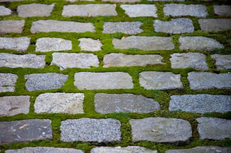 Granite Belgian Block with moss in between for garden path Paving Ideas, Brick Walkway, Driveway Design, Driveway Landscaping, Stone Path, New England Homes, Landscape Features, Paver Patio, Ideas Pictures