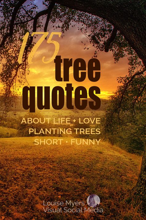 sunset through tree boughs with words, 175 tree quotes about life and love, planting trees, short, funny. Planting A Tree Quote, Tree Poems Life, Tree Of Life Sayings, Inspirational Tree Quotes, Family Tree Quotes Short, Tree Sayings Quotes, Tree Pose Quotes, Tree Quotes Short, Tree Love Quotes