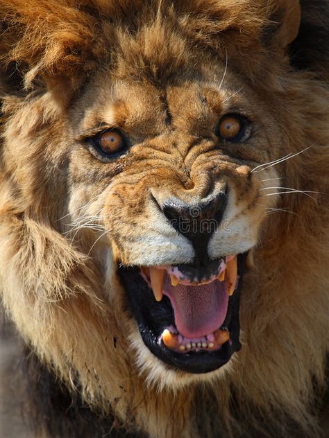 Lion. This male lion is roaring looks so angry , #Sponsored, #male, #Lion, #lion, #angry, #roaring #ad Angry Animals, Lion Heart, Lion Photography, Lion Drawing, Lions Photos, Big Teeth, Fu Dog, Lion Images, Male Lion