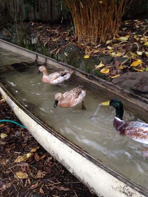 Repurpose a Canoe as a Duck Pond Reban Ayam, Backyard Ducks, Duck Coop, Raising Ducks, Duck House, Duck Pond, Building A Chicken Coop, Mini Farm, Backyard Farming