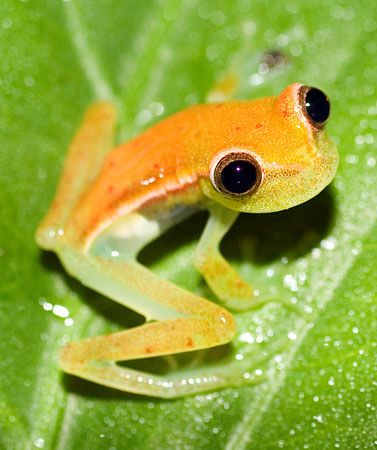 images of frogs | Recent Photos The Commons Getty Collection Galleries World Map App ... Rainforest Frog, Frosch Illustration, Christmas Frog, Fishing Sign, Amazing Frog, Frog Pictures, Dart Frog, Newborn Christmas, Funny Frogs