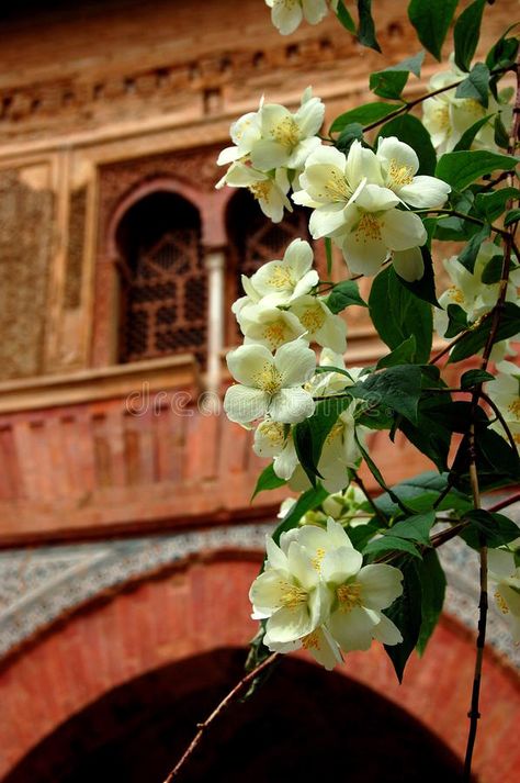 Spanish Flowers, Wedding Collage, Flower Symbol, Orange Blossom Water, Orange Blossoms, Blossom Garden, Mango Tree, Blossoms Art, Tree Photography