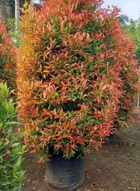 Eugenia Plant, Fence Hedge, Plant Fence, Plant Landscape, Ornamental Plants, Landscaping Plants, Hedges, Kenya, Fence