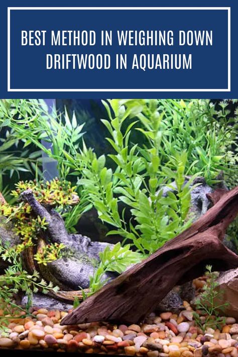 Driftwood is a type of wood that has been found on the ocean floor. It is a natural material that can be blended in with the environment. While driftwood has many benefits in the ecosystem of the aquarium, it can sometimes drift away very easily. In this article, we will show you how to weigh down driftwood in your aquarium. #aquariumplant #aquariumdecor Natural Planted Aquarium, Driftwood Aquarium Ideas, 55 Gallon Aquarium, Spider Wood Aquascape, Diy Aquarium Driftwood, Driftwood Aquascape, Driftwood Aquascape Planted Aquarium, Spiderwood Aquascape, Driftwood Aquarium