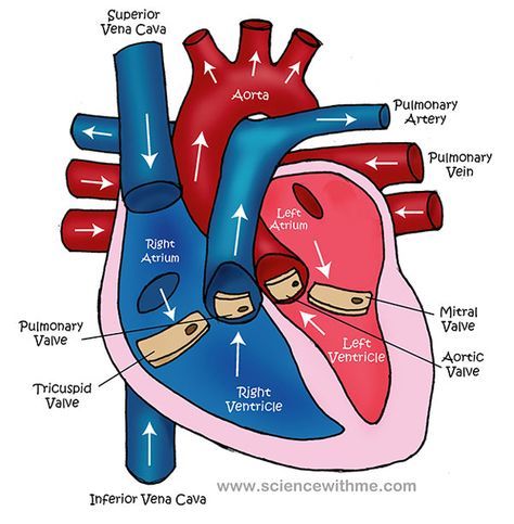 Learn about the Heart--video and diagram The Heart Project Ideas, Circulatory System For Kids, Emt Basic, Heart Science, Emt Study, Cardiology Nursing, Heart Video, Heart Diagram, Heart Project