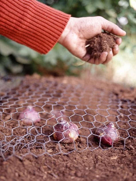 Chicken Wire over Bulbs Garden Bulbs, Garden Care, Perennial Bulbs, Planting Tulips, Fall Bulbs, Tulip Bulbs, Tulips Garden, Cut Flower Garden, Spring Bulbs