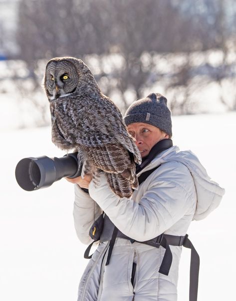 Owl Species, Grey Owl, Great Grey Owl, Wildlife Photographer, Photographer Camera, Dawn And Dusk, Gray Owl, Snowy Owl, Birds Of Prey