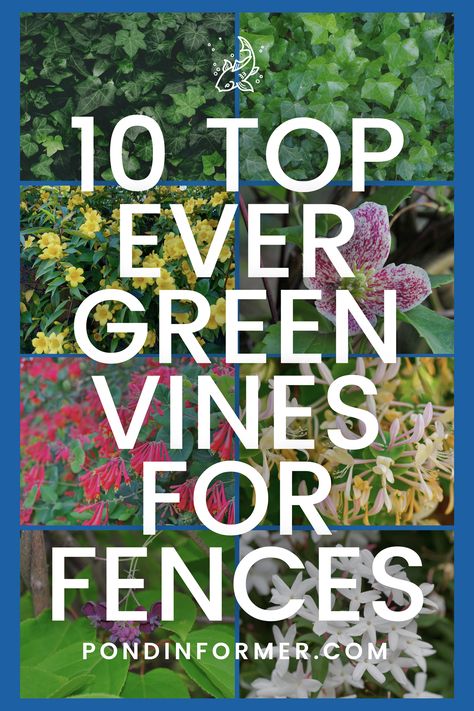 Transform your fence into a green masterpiece with these 10 top evergreen vines! From the elegant English Ivy to the charming Clematis, discover the perfect climbers to add beauty and privacy to your outdoor space. Watch as these resilient vines adorn your fence year-round with lush greenery!   #EvergreenVines #ClimbingPlants #FenceDecor #GardenInspiration #Evergreen #Vines #PlantList #PlantGuide #FencePlant #Fences #PondInformer Evergreen Vines Zone 5, Vines To Grow On Fence, Evergreen Clematis Climbing Vines, Best Vines For Privacy Fence, Crawling Plants Outdoor Fence, Ivy On Fence Ideas, Ivy In Pots, Climbing Vines Fence, Ivy Fence Ideas