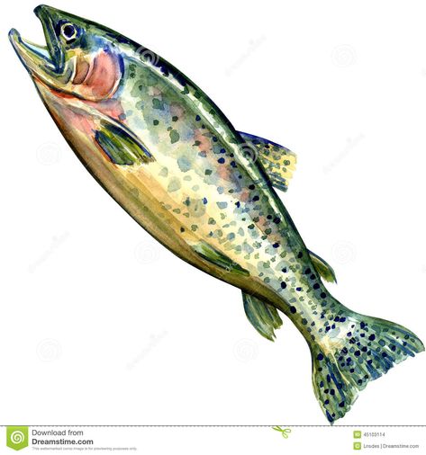 Chinook Salmon Fish. Watercolor Painting Stock Photos - Image ... Salmon Drawing, Fish Watercolor Painting, Chinook Salmon, Coho Salmon, Fish Watercolor, Watercolor Fish, Watercolor Subjects, Salmon Fish, Fish Illustration