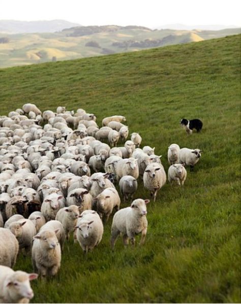 dogs herding farm animals - Google Search Herd Of Sheep, A Well Traveled Woman, Madding Crowd, Sheep Farm, Sheep And Lamb, Cane Corso, Sphynx, Wild Life, Working Dogs