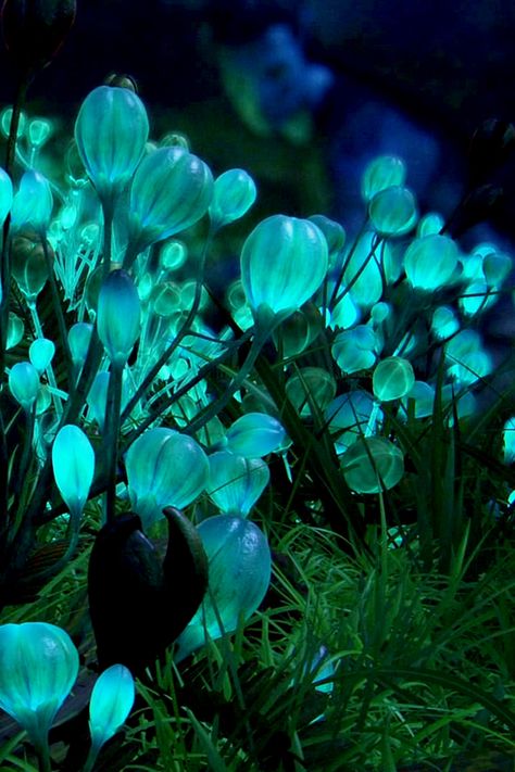 Glowing puffy flowers at night Fantasy Flora, Glowing Flowers, Alien Plants, Mushroom Pictures, Pretty Plants, Environment Concept Art, Fantasy Landscape, Plant Life, Fantasy World